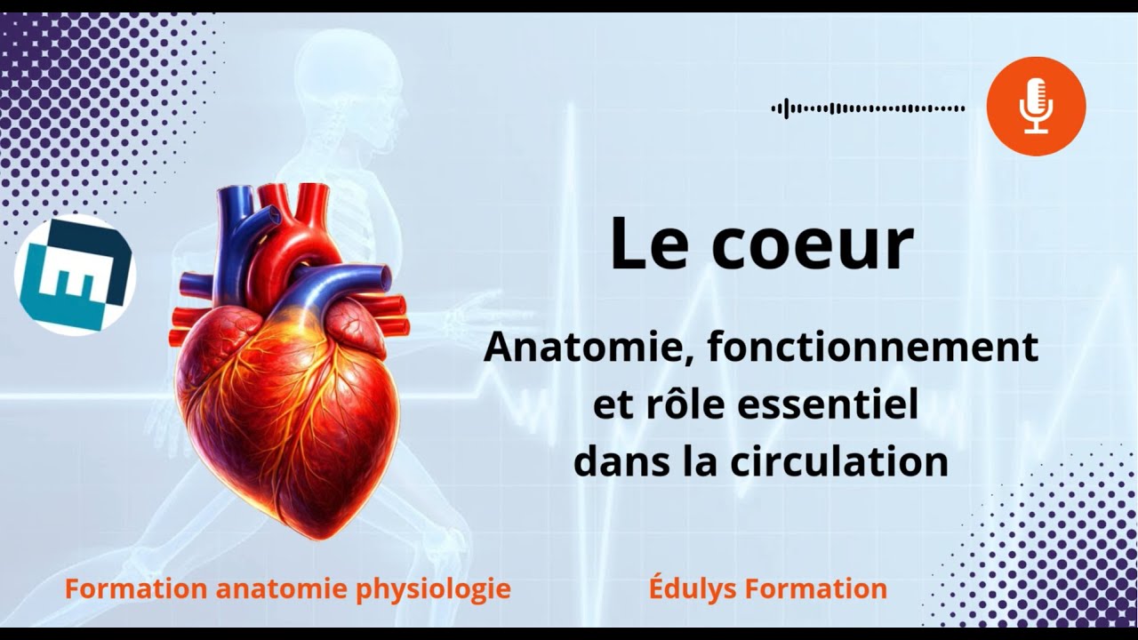 Le cœur - Anatomie, fonctionnement et rôle essentiel dans la circulation - Formation anatomie
